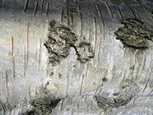 European Birch Species Prints: Detail of birch tree in the Netherlands