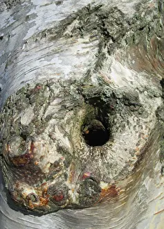European Birch Species Prints: Detail of birch tree in the Netherlands