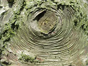 European Birch Species Prints: Detail of birch tree in the Netherlands