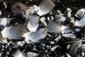Black And White Bird Images Prints: Bird feathers