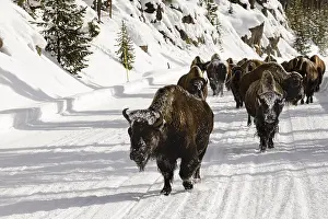 Bison In Snow Prints: Bison, Bison bison