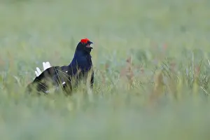 Black Grouse Print, Kuusamo Finland