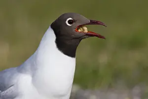 Chroicocephalus Ridibundus Prints: Black-headed Gull