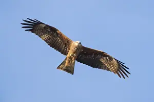 Predator Animals Europe Prints: Black Kite