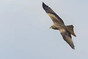 Black Kite Prints: Black Kite in flight