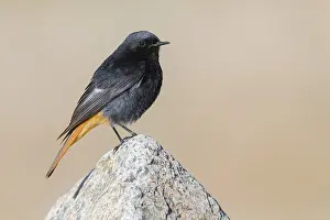 Black Redstart Bird Prints: Black Redstart
