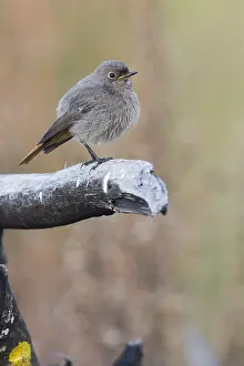 Passeriformes Bird Species Prints: Black Redstart