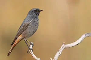 Nature Wildlife Images Prints: Black Redstart