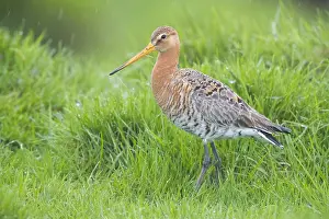 Black Tailed Godwit Prints: Black-tailed Godwit