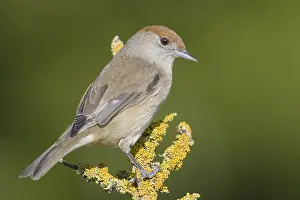 Sylvia Atricapilla Prints: Blackcap