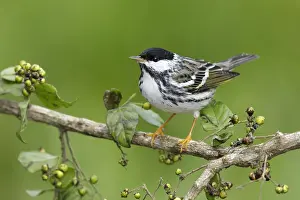 Images Dated 17th April 2017: Blackpoll Warbler Adult Male Print, Galveston County, Texas