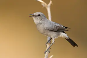 Passeriformes Species Prints: Blackstart