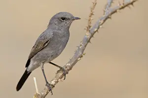 Passeriformes Species Prints: Blackstart