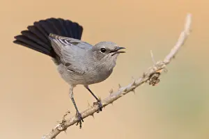 Passeriformes Birds Prints: Blackstart