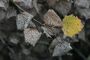 Fall Foliage Images Prints: blad, leaf