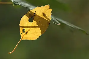 Leaf Vein Patterns Prints: blad, leaf