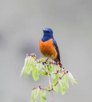 Wildlife In China Prints: Blue-fronted redstart, Phoenicurus frontalis