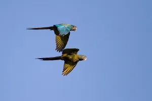 Framed Print : Blue-headed Macaw Print - Two Birds in Flight Framed Print : Blue-headed Macaw Print - Two Birds in Flight