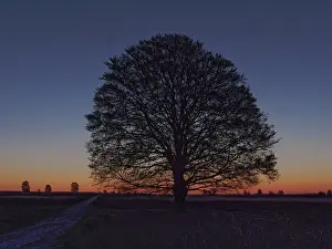 Clear Blue Skies Europe Prints: Blue Hour with beechtree