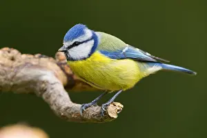 Eurasian Blue Tit Images Prints: Blue Tit