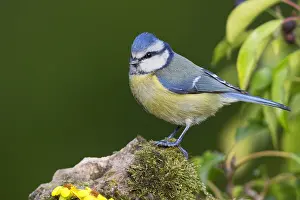 Eurasian Blue Tit Images Prints: Blue Tit