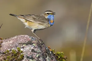 Passeriformes Birds Prints: Bluethroat