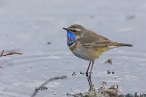 Bluethroat Print: Adult Bluethroat Standing in Water