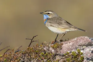 Agami Bluethroat Print: Adult Luscinia svecica Standing on Rock