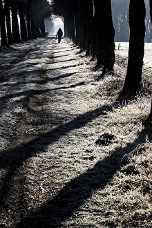 Frosty Landscape Prints: Bomenlaan, Tree lane