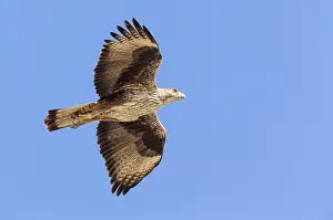 Bonellis Eagle Prints: Bonelli's Eagle
