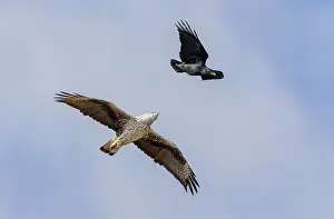 Bonellis Eagle Prints: Bonelli's Eagle