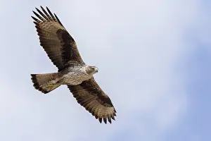 Bonelli's Eagle Prints: Bonelli's Eagle