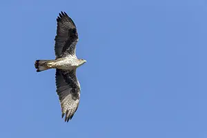 Bonellis Eagle Prints: Bonelli's Eagle