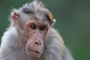Western Ghats Wildlife Prints: Bonnet macaque, Macaca radiata