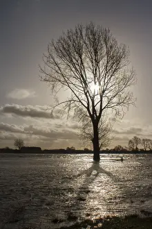 Netherlands Nature Photography Prints: Boom; tree