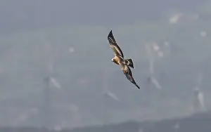 Eagle In Flight Spain Prints: Booted Eagle, Hieraaetus pennatus