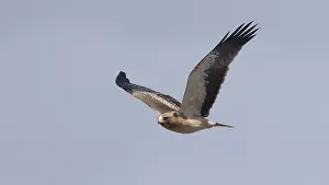 European Eagle Species Prints: Booted Eagle, Hieraaetus pennatus