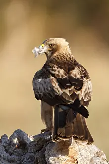 European Raptor Prints: Booted Eagle, Hieraaetus pennatus