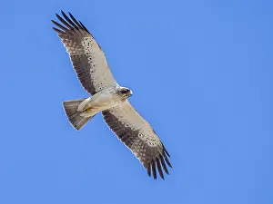 Coastal Nature Photography Prints: Booted Eagle, Hieraaetus pennatus