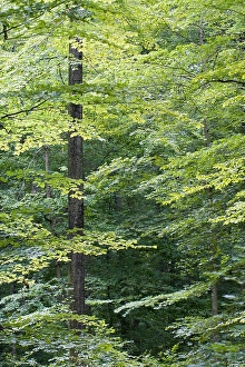 European Forest Landscape Prints: Bos, Forest