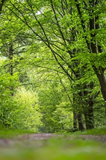 Images Dated 21st May 2017: Bos, Forest Beukenlaan in het Stuttebosch Print