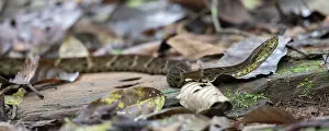 Bothrops atrox Print - Fer-de-lance Snake in Colombia