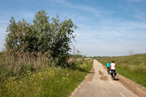 Images Dated 5th June 2010: Brabantse Biesbosch Print