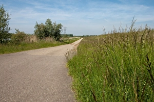 June Prints: Brabantse Biesbosch Print: Petrusplaat Scene
