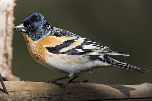 Wildlife Photography Finland Prints: Brambling