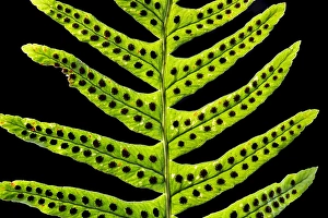 European Ferns Prints: Brede eikvaren, Intermediate Polypody, Polypodium interjectum