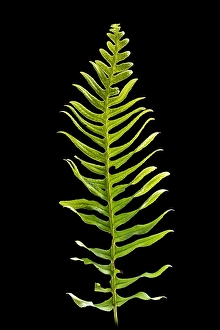 Green Nature Photography Prints: Brede eikvaren, Intermediate Polypody, Polypodium interjectum
