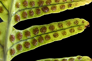 European Ferns Prints: Brede eikvaren, Intermediate Polypody, Polypodium interjectum