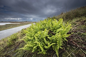 European Ferns Prints: Brede eikvaren, Intermediate Polypody, Polypodium interjectum