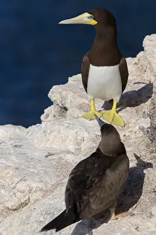 African Wildlife Birds Prints: Brown Booby